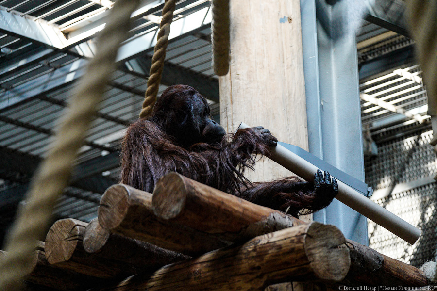 Принц Датский: как орангутан Антон обустроился в Калининградском зоопарке (фото)
