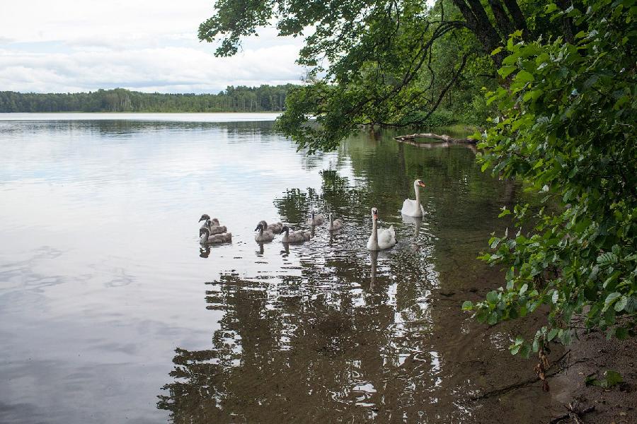 Денис Туголуков / Новый Калининград