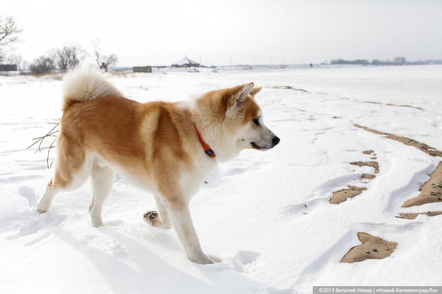 «Без тормозов»: репортаж с соревнований по сноукайтингу и айсбордингу
