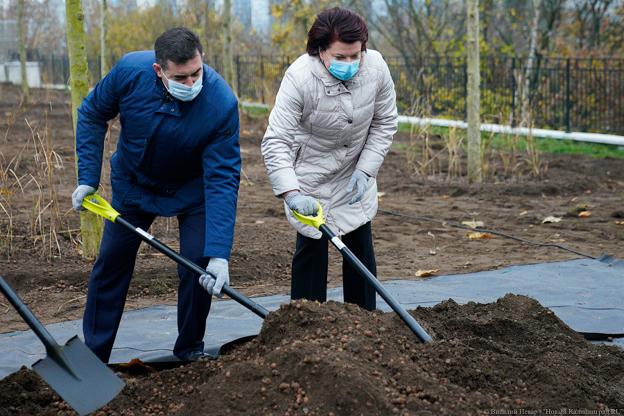 «Платанические» отношения: чиновники и бизнесмены посадили аллею у Дома Советов (фото)