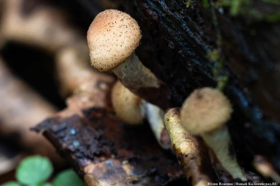 Они пошли: фоторепортаж с открытия «тихой охоты» в Калининградской области (фото)