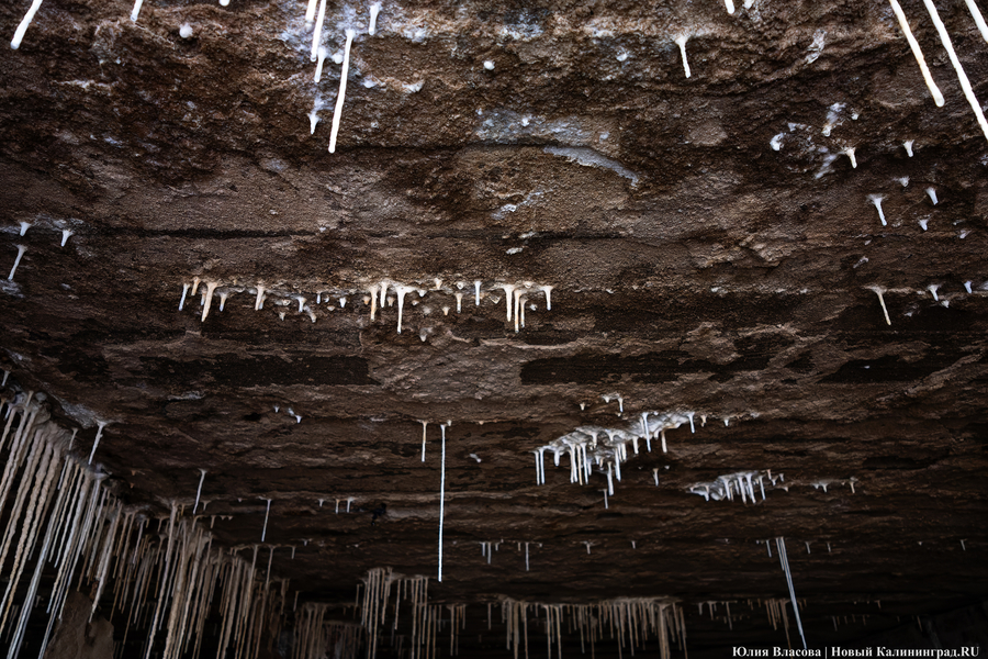 Настоящие подземелья Кёнигсберга: что находится в открывшемся провале на острове Канта (фото)