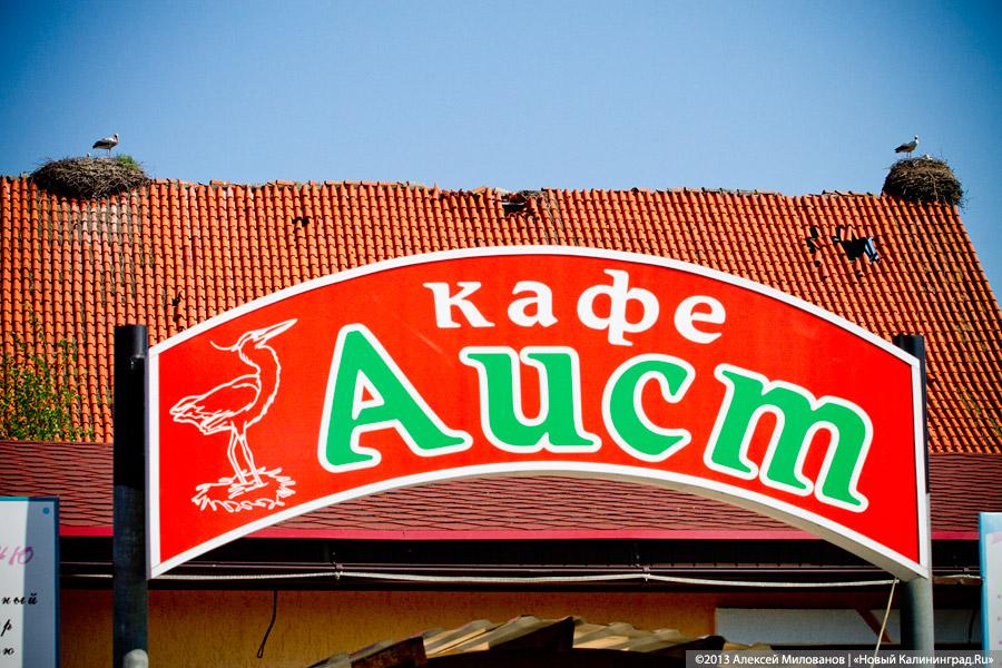 «Фрески и аисты»: вокруг кирхи в посёлке Кумачево идёт судебная тяжба