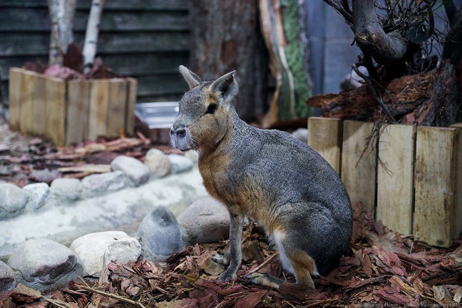 В зоопарке открыт Дом тропической птицы. Посмотрите на жако и спящего трубкозуба