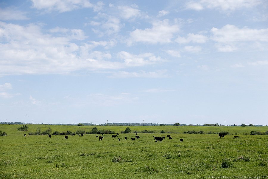 Бойня за землю: что мешает развиваться «Мираторгу» в Калининградской области