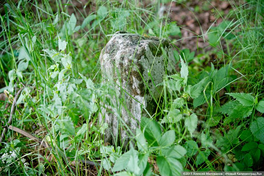 Легенды и лягушки: кирха в поселке Ново-Московское обрастает мхом и преданиями