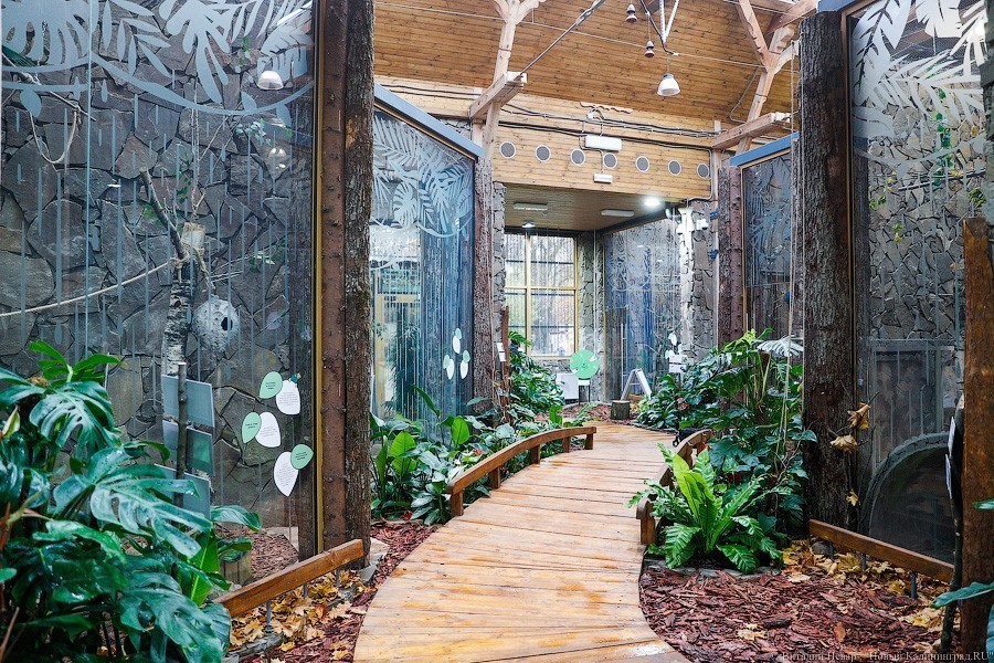 В зоопарке открыт Дом тропической птицы. Посмотрите на жако и спящего трубкозуба