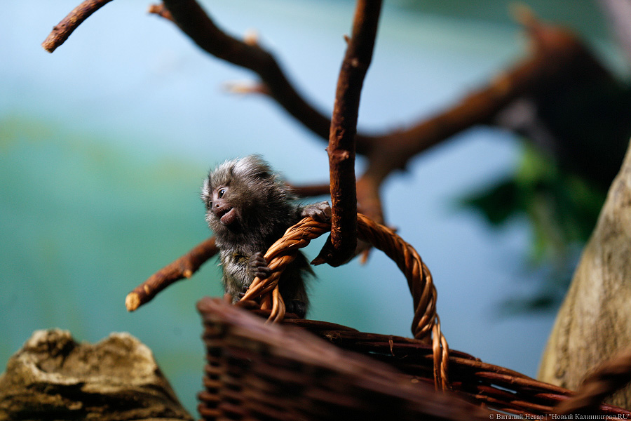 Само очарование: «фотосессия» семейства игрунок в Калининградском зоопарке 