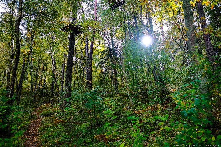 Муза освоения: как за федеральные деньги благоустраивают парк в Светлогорске