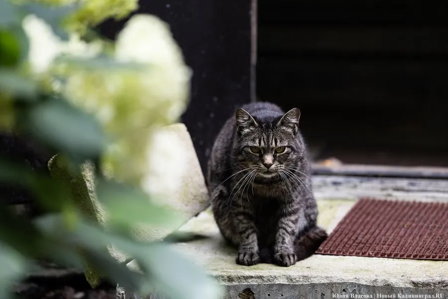 В Калининграде отменили штормовое предупреждение, однако порывистый ветер сохранится