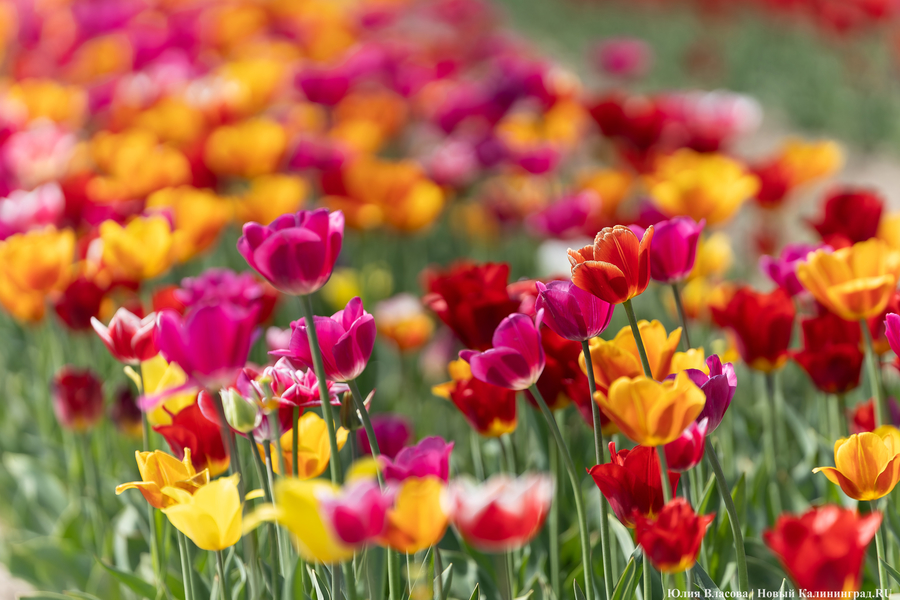 В Калинково открыли для посетителей тюльпановое поле (фото)
