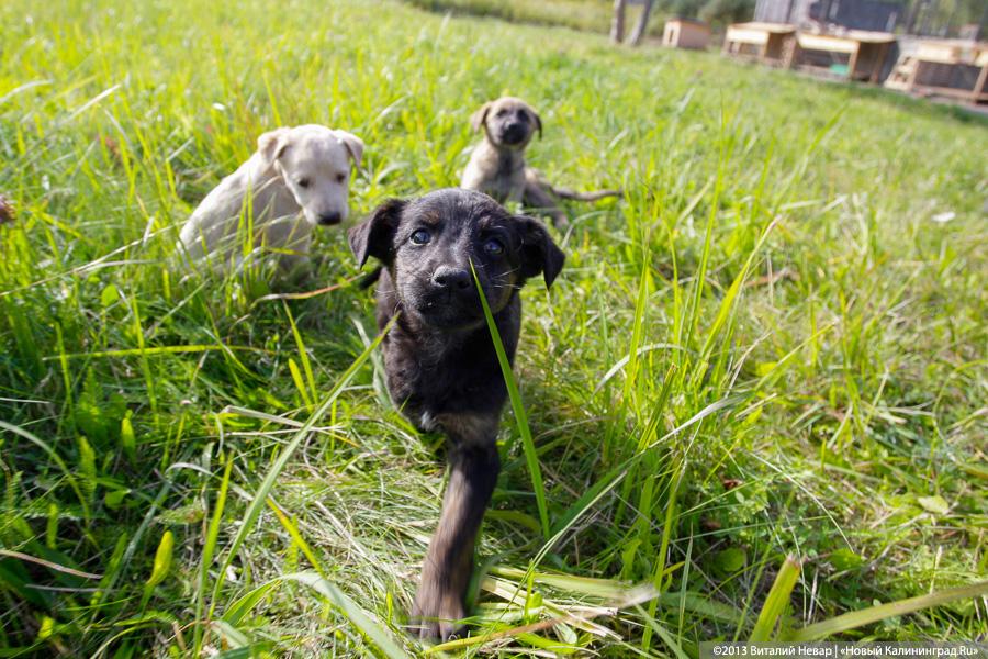 Естественный отбор: что творится за забором Службы защиты животных (фото)