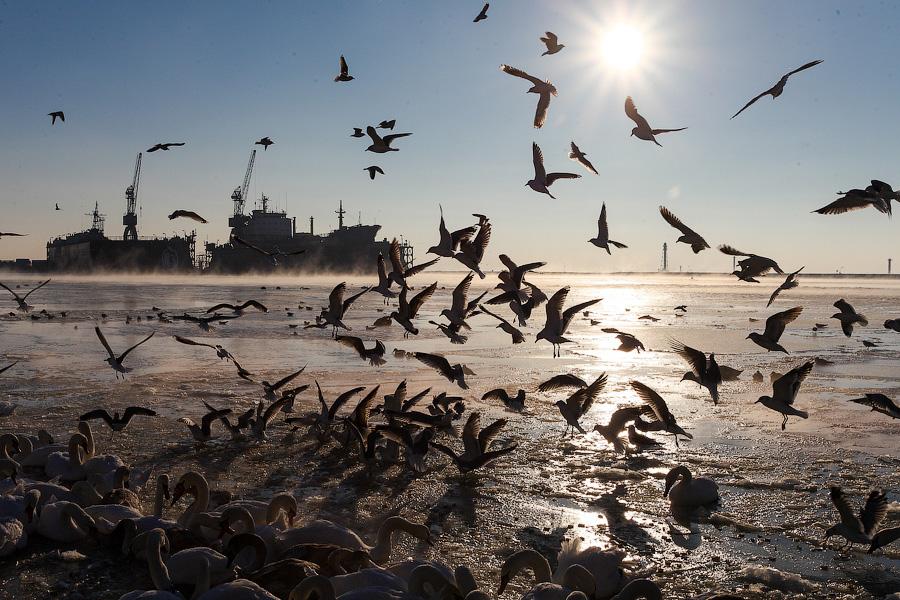 Сотня белых лебедей: как в Балтийске поддерживают замерзающих птиц