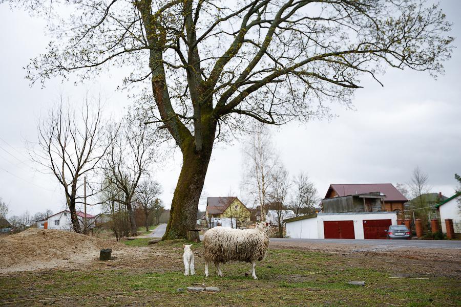 «Боосбан нас отрезал»: жизнь поселка Матросово рядом с Приморским кольцом