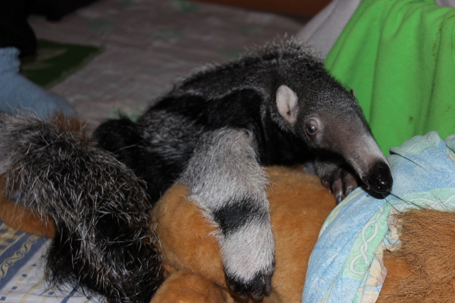 Фото: Калининградский зоопарк