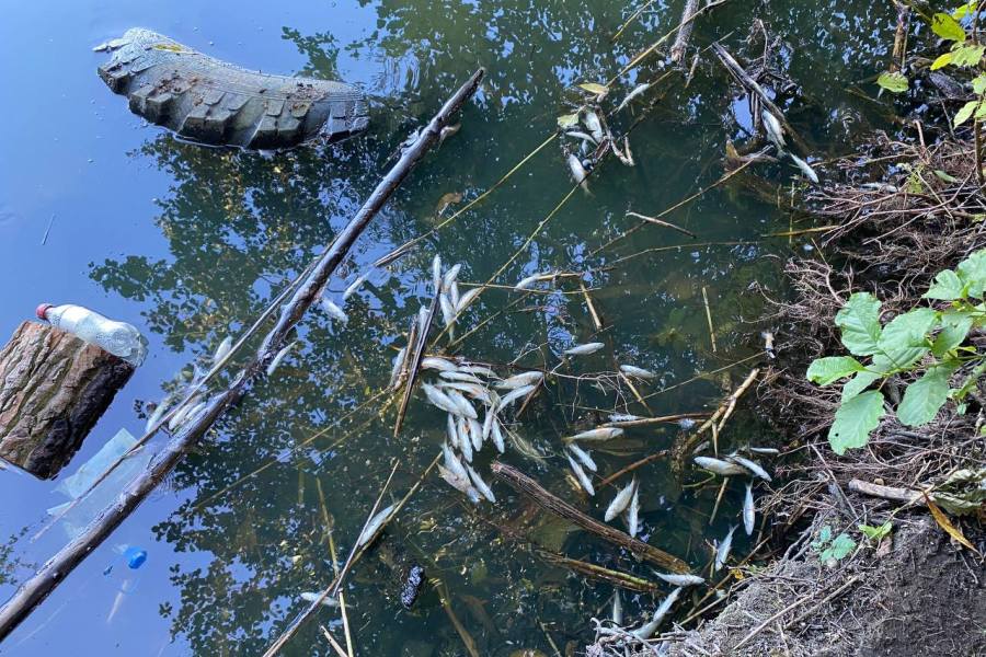 В минприроды озвучили предварительную версию мора рыбы в калининградских озерах