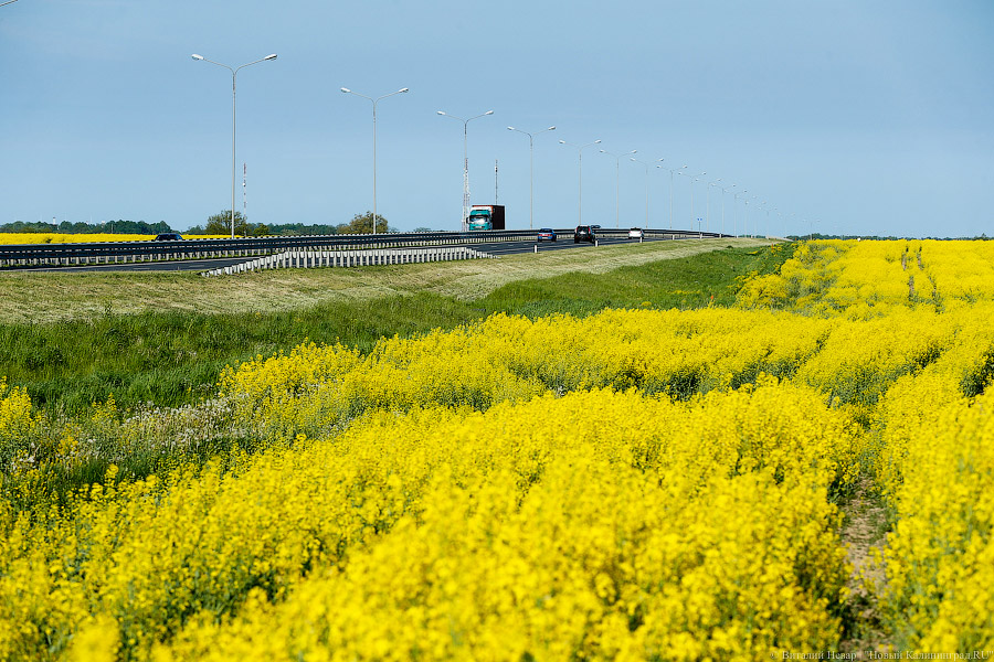 Калининградские фермеры перевыполнили планы посевной кампании