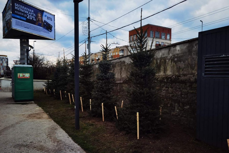В Калининграде у эстакадного моста высадили новые ели вместо спиленных (фото) 