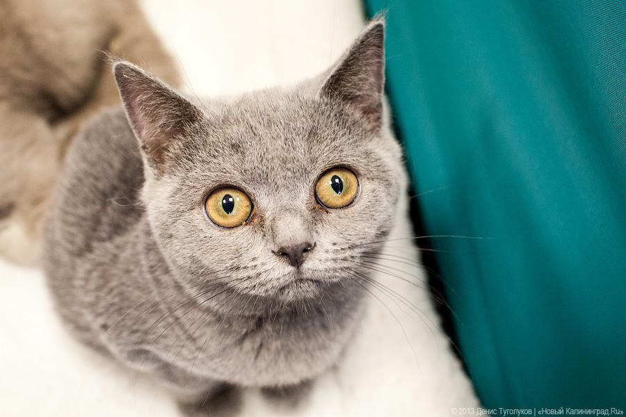 Котики. Портреты: в ДКЖ прошла выставка-продажа котят разных пород