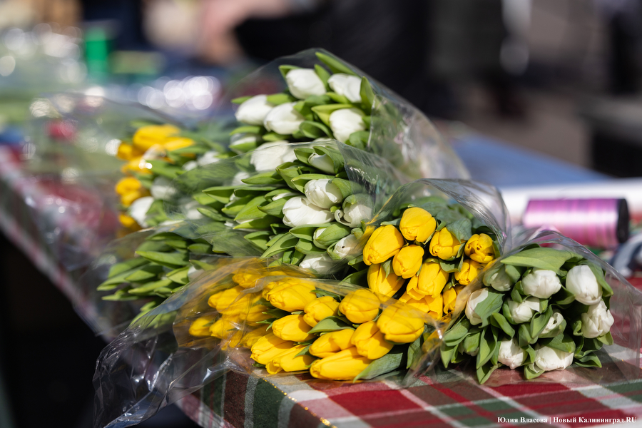 Мимозно-тюльпанный ажиотаж: Калининград накрыла традиционная цветочная лихорадка (фото)