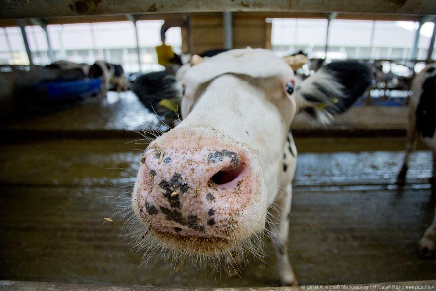 Аграрный Светлый: бывшей вотчине сельхозминистра дают сотни миллионов на село