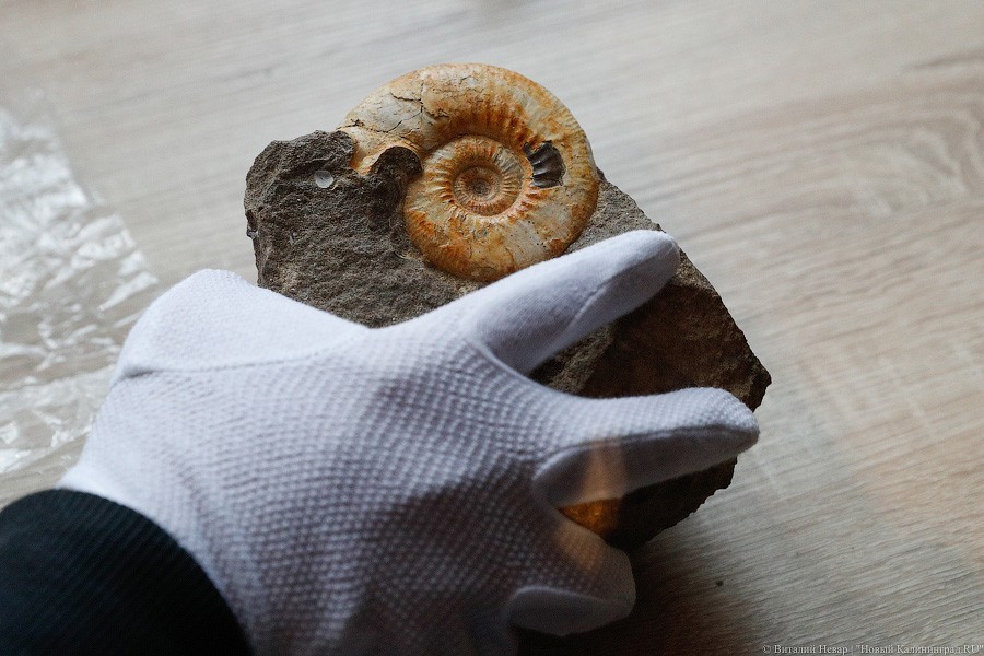 Облако планктона: в Музее Мирового океана готовят выставку актуального искусства