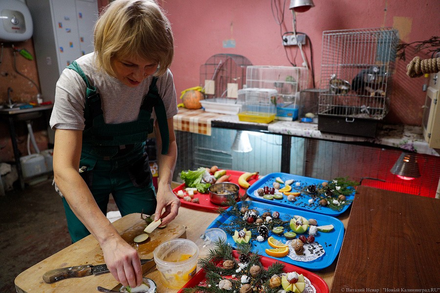 Сюрпризы для зверей: в зоопарке поздравили животных с Новым годом (фото)