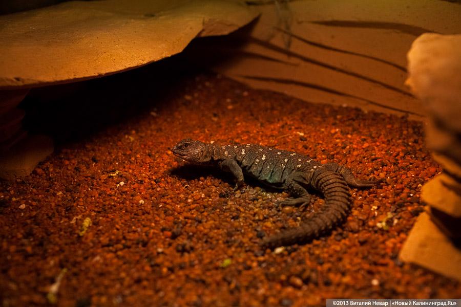 «Зов джунглей»: фоторепортаж с открытия первого калининградского экзотариума