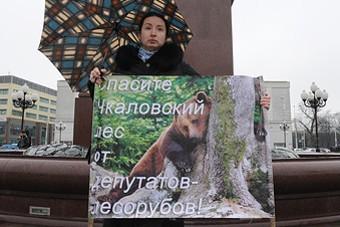 В Калининграде проходит одиночный пикет против вырубки в Чкаловске