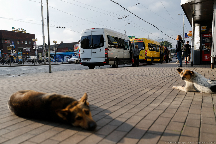 Неуловимый мститель: хроника борьбы мэрии с пошедшим ва-банк «БалтАвтоЛайном»