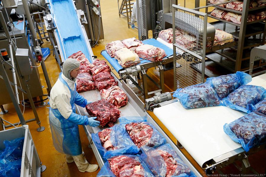 Галопом по котлетам: главе Минсельхоза РФ показали два завода в Калининграде