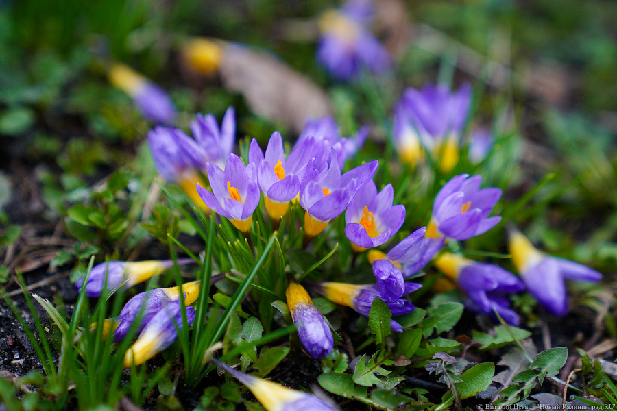 Погода в Калининградской области 11 марта