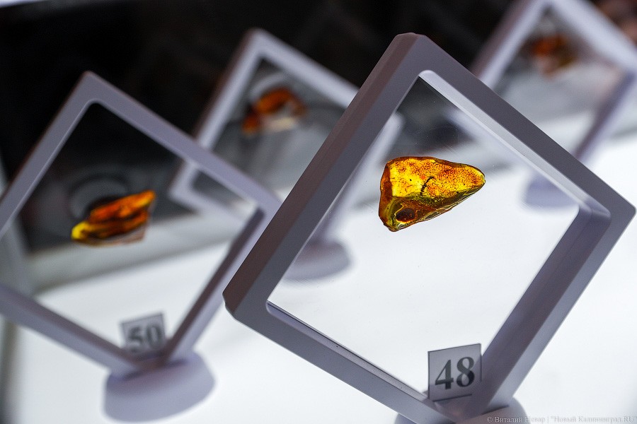 Янтарная козявка: чем закончились первые в Калининграде торги по инклюзам (фото)