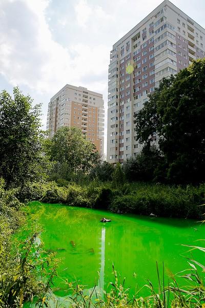 Страшный сон Тортиллы: почему вода в Ялтинском пруду стала ядовито-зеленой (фото)