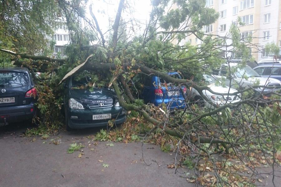 На улице Киевской упавшее дерево повредило 5 автомобилей (фото)