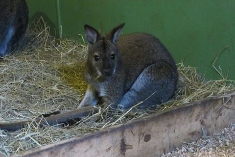 Калининградский зоопарк: кенгурёнок Гера вне опасности