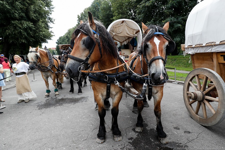 «Титаны» в Калининграде: фоторепортаж прибытия международного конного похода