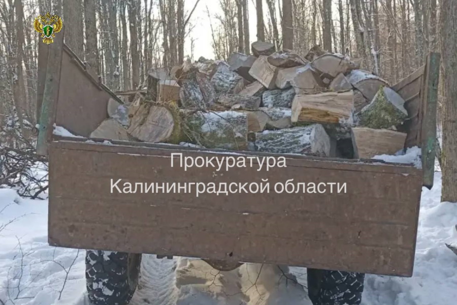 Правдинская прокуратура направила в суд дело лесоруба, незаконно пилившего дубы и грабы