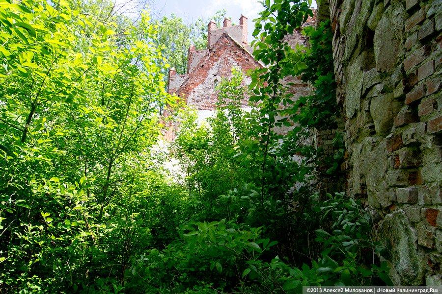 Забытые могилы: кирха и кладбище в поселке Тишино зарастают деревьями