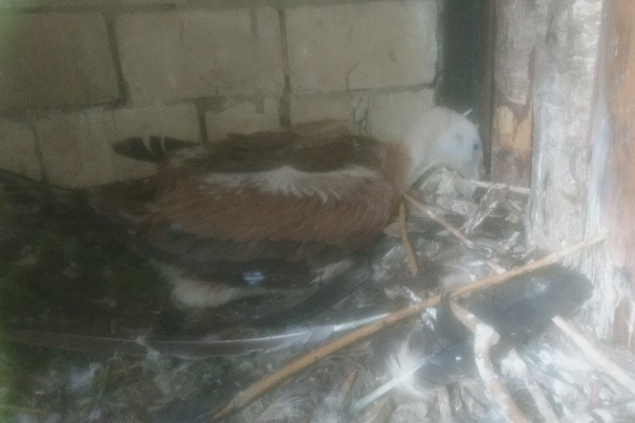 Фото предоставлено Калининградским зоопарком