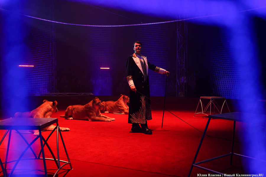 Цирк, дрессировщик и львы: в Калининграде проходят съемки фильма «Встань и иди» (фото)