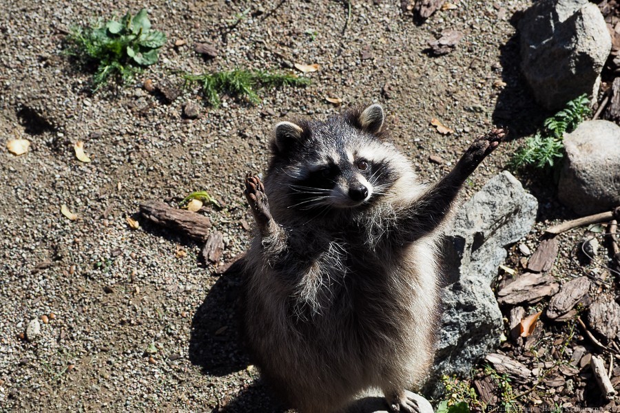 Виталий Невар / Новый Калининград