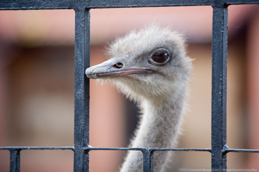 Полиция не стала возбуждать уголовное дело по факту гибели страуса в зоопарке Калининграда