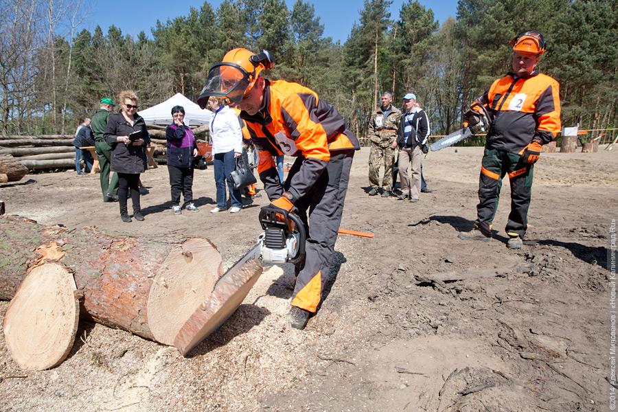 Лесной распил: как проходят соревнования лесорубов (фото)