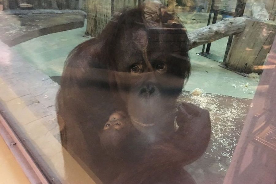 В Калининградском зоопарке самка орангутана показала новорождённого малыша (фото)