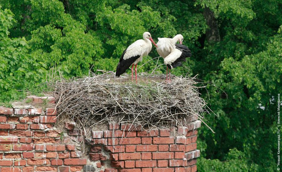 "Пустые дома: пивзавод в Железнодорожном": фотопроект "Нового Калининграда.Ru"