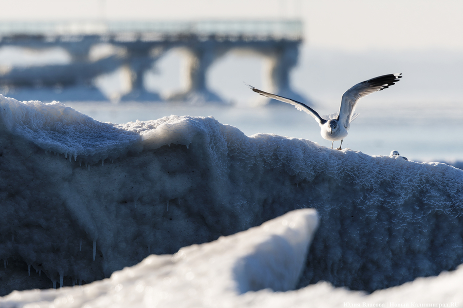 Балтика во льдах: как выглядит побережье после рекордных морозов