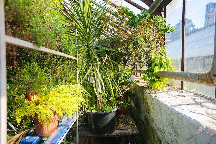 Экзотика в руинах: аварийные оранжереи Ботанического сада и их будущее