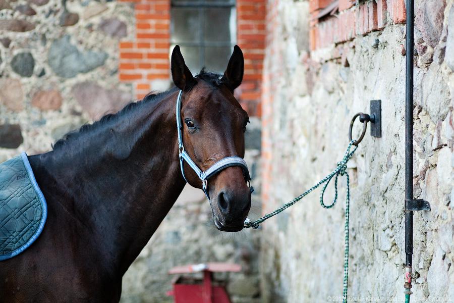 «Кубок президента РФ для немцев»: фоторепортаж с турнира по конкуру в Георгенбурге