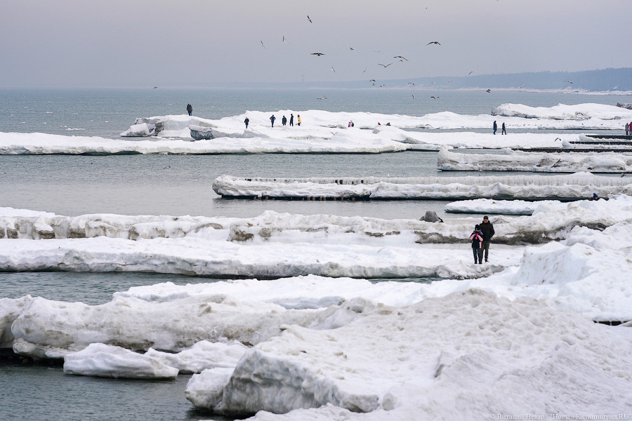 В Калининградской области массово гуляют по морскому льду, несмотря на запрет МЧС (фото)
